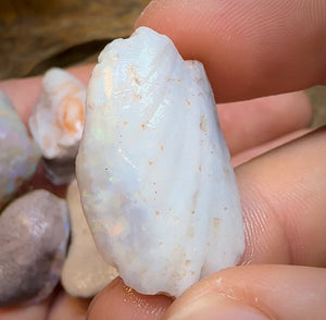 179.6cts - 5x Opalised Shell Geological Specimens from South Australia - Opal Whisperers