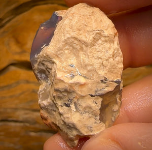 71.5cts - Rare Opalised Geological Specimen from Lightning Ridge