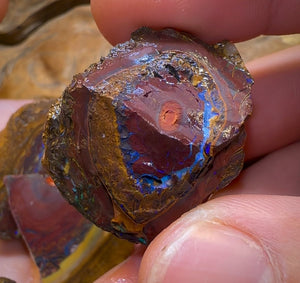 193.1g - 7x Koroit Nut Rough Opal Parcel - Opal Whisperers