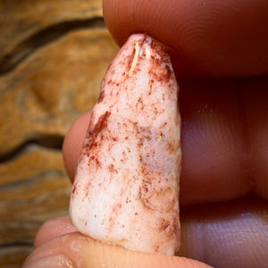 21.8cts - Opalised Belemnite Geological Specimen from South Australia