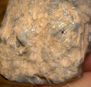 Auction Fall-Through = Your Gain! 🔥 Now More Than 50% Off RRP 🚨 18.1cts - Lightning Ridge Wood / Vegetation Fossil Opal Rough Specimen