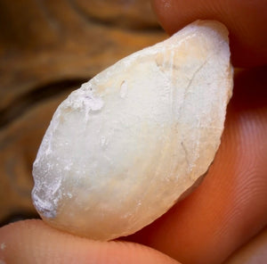 16.1cts - Opalised Shell Rare Geological Rough Specimen from Lightning Ridge