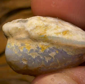 Auction Fall-Through = Your Gain! 🔥 Now More Than 50% Off RRP 🚨 23.8cts - Opalised Shell Rare Geological Specimen from South Australia