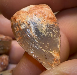 128.2cts - 6x Opalised Fossil Geological Specimens from Lightning Ridge