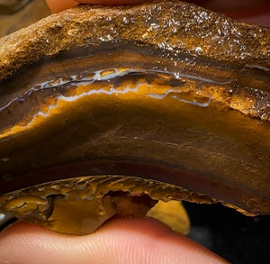 524g - Queensland Boulder Opal Rough - Opal Whisperers