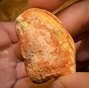 139.1cts - 3x Opalised Shell Geological Specimens from Lightning Ridge