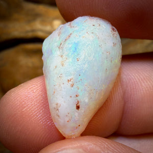 18,2 cts - 2 spécimens bruts géologiques de coquillages opalisés d'Australie du Sud