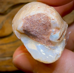 81.6cts - Opalised Fossil Mussel Shell Specimen from South Australia - Opal Whisperers