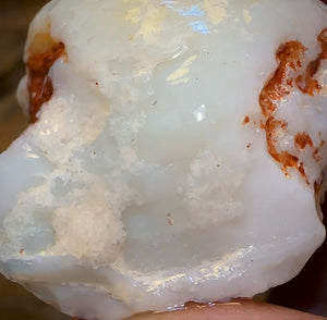 62.3cts - Opalised Shell Rare Geological Specimen from South Australia