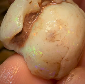 43.2cts - Opalised Shell Rare Geological Specimen from South Australia