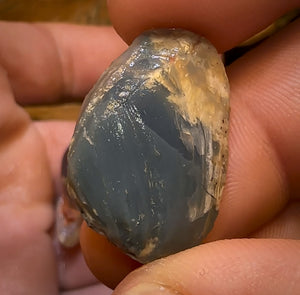 68.3cts - 3x Opalised Shell Geological Specimens from Lightning Ridge