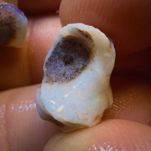 32.2cts - 3x RARE Gastropods Natural Opalised Snail Shell Fossils