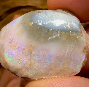 151.9cts - 3x Opalised Fossil Shell Specimens from South Australia - Opal Whisperers