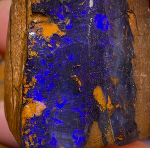 Wildcard! 98.1cts - Queensland Boulder Seam Opal Rough Specimen Piece