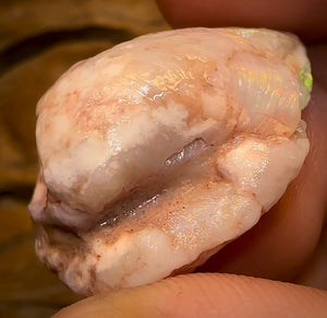 39.6cts - Opalised Shell Rare Geological Specimen a from South Australia