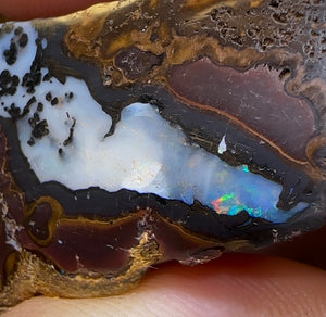 166cts - Yowah Nut Opal Polished Partial Kernel Specimen - Opal Whisperers