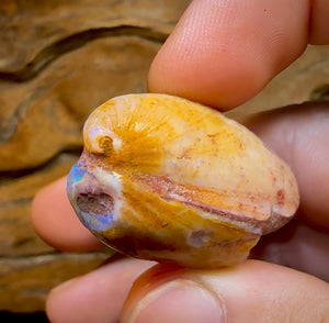 64.6cts - Opalised Fossil Mussel Shell Specimen from South Australia - Opal Whisperers