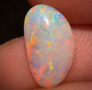 0.95cts - South Australian Crystal Opal. Fossilised Pippy Shell - Opal Whisperers