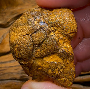 151.8cts - Unopened Yowah Nut Opal Rough Piece. Gamble Nut Showing Colour! - Opal Whisperers