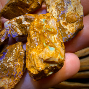 🔒311.5cts - 10x Opalised Wood/Vegetation Fossil Rough Parcel from Yowah