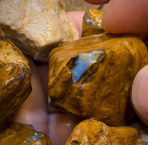 541.5cts - 7x Opalised Wood/Vegetation Fossil Rough Parcel from Yowah