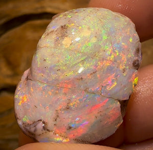 79.5cts - TOP Opalised Shell Rare Geological Specimen from South Australia