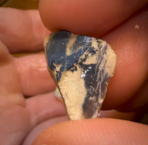 72.8cts - 5x Opalised Shell Geological Specimens from Lightning Ridge