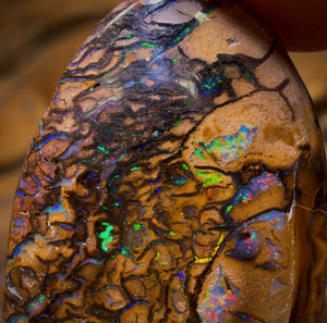 45.7cts - Tribal Australian Boulder Opal from Yowah