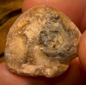 59.2cts - Opalised Shell Rare Geological Specimen from South Australia