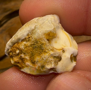 Auction Fall-Through = Your Gain! 🔥 Now More Than 50% Off RRP 🚨 23.8cts - Opalised Shell Rare Geological Specimen from South Australia