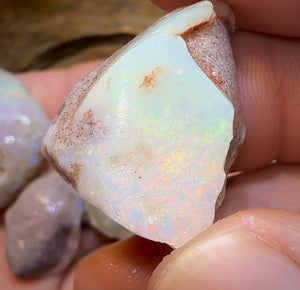 179.6cts - 5x Opalised Shell Geological Specimens from South Australia - Opal Whisperers