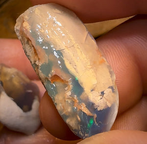 75.2cts - 3x Opalised Shell Geological Specimens from Lightning Ridge