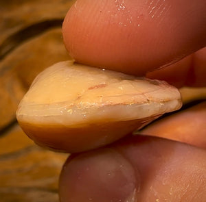 Auction Fall-Through = Your Gain! 🔥 Now More Than 50% Off RRP 🚨 59.1cts - Opalised Shell Rare Geological Specimen from South Australia