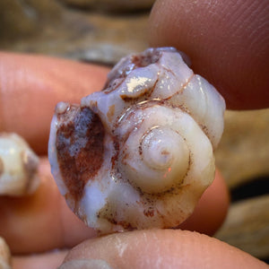 30.1cts - 3x RARE Gastropods Natural Opalised Snail Shell Fossils