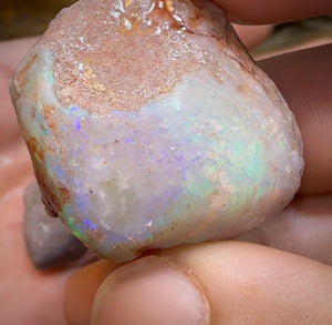 179.6cts - 5x Opalised Shell Geological Specimens from South Australia - Opal Whisperers