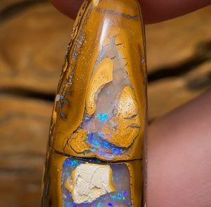 35.6cts - “Tree Segments” Yowah Opal Fossil Wood Replacement