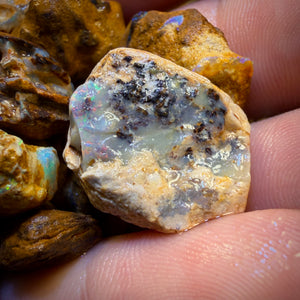 🔒307.5cts - 24x Opalised Wood/Vegetation Fossil Rough Parcel from Yowah