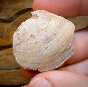 84.4cts - Opalised Fossil Shell Specimen from South Australia - Opal Whisperers