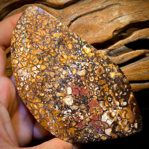 2082cts - HUGE Tribal Australian Boulder Opal Polished Specimen