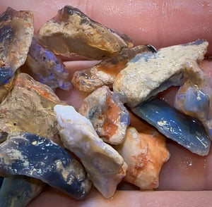 201.2cts - 23x Lightning Ridge Fossil Replacement Opal Rough Parcel. Australian Opal Under $2/Ct - Opal Whisperers
