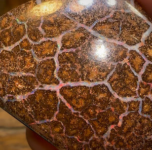 124.2cts - Large Queensland Boulder Opal. Multicolours - Opal Whisperers