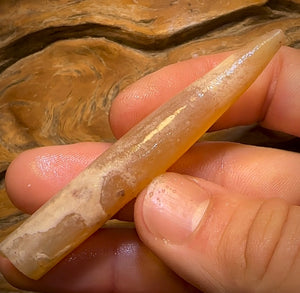 64.1cts - Opalised Belemnite Geological Specimen from South Australia