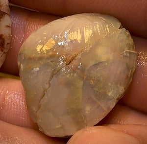 63.9cts - 2 for 1 Opalised Shell Rare Geological Specimen Set from South Australia