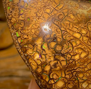 85.1cts - Large Tan Tribal Yowah Nut Opal