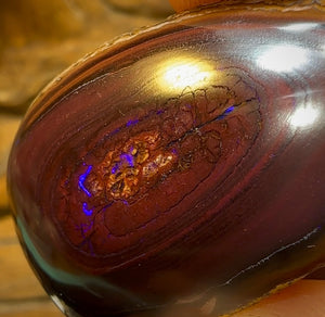 197cts - Yowah Nut Opal Polished Specimen - Opal Whisperers