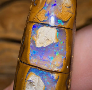 35.6cts - “Tree Segments” Yowah Opal Fossil Wood Replacement