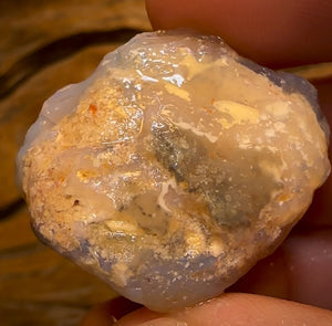 55.1cts - Opalised Shell Rare Geological Specimen from South Australia Great Complete Shape