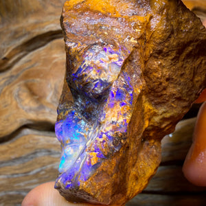 HDW 395.7cts - Opalised Fossil Replacement Boulder Opal Rough Piece