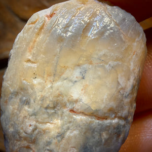 BARGAIN CARD! 75.5cts - Opalised Shell Geological Specimen from South Australia