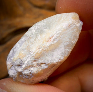 26.3cts - Opalised Shell Rare Geological Rough Specimen from Lightning Ridge